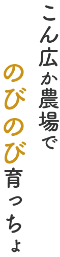 こん広か農場でのびのび育っちょ